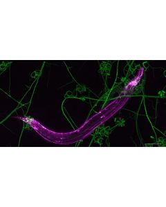 EVOWORM 2024 Test Product